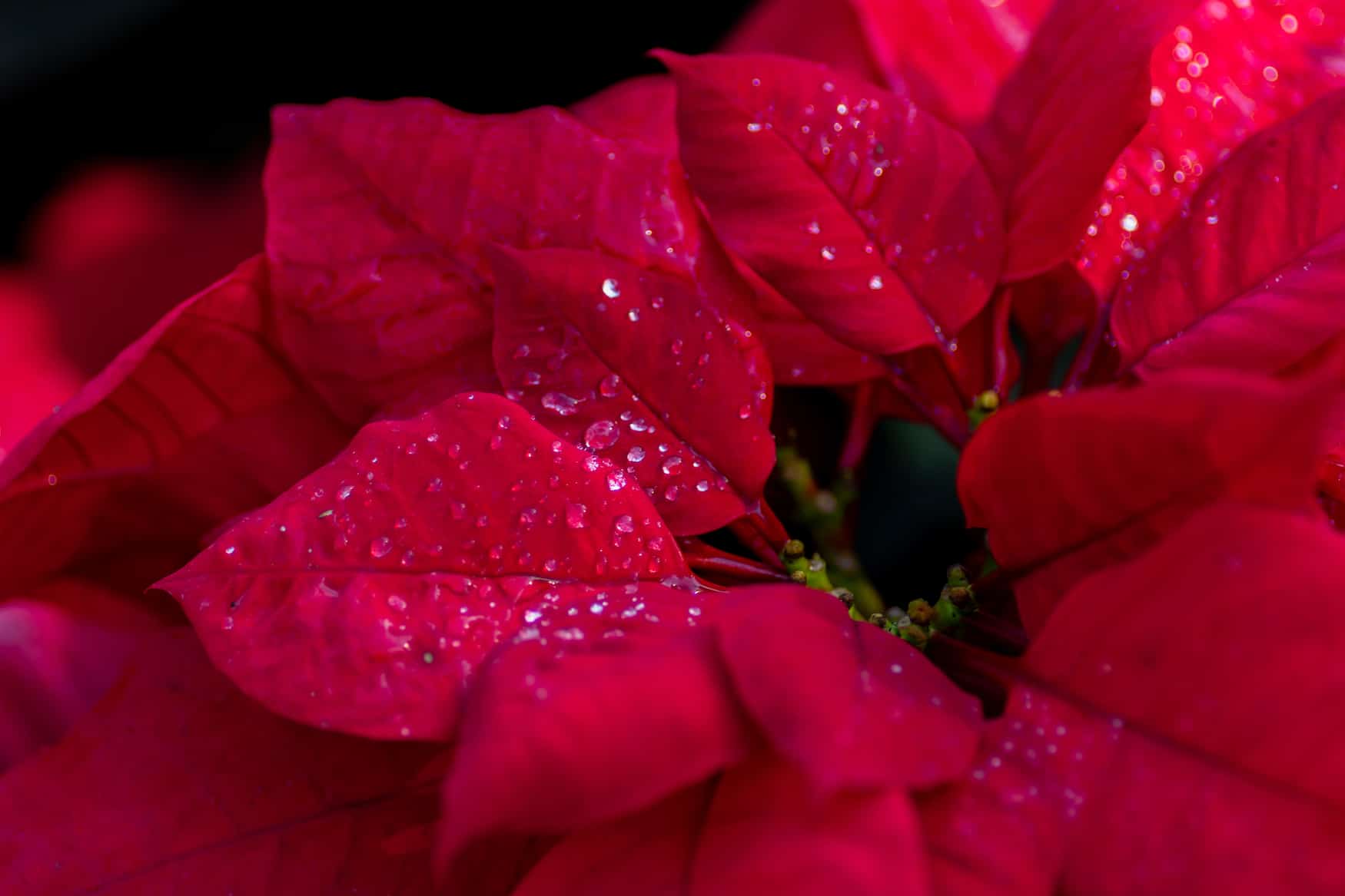 Roter Weihnachtsstern