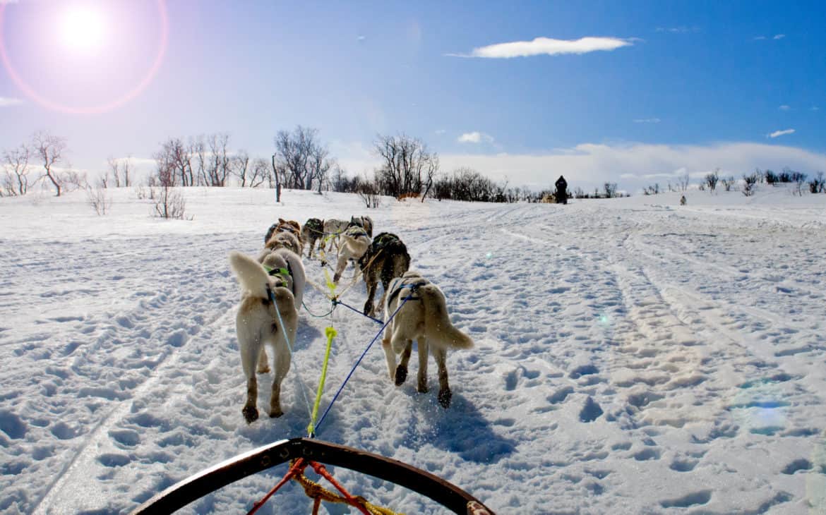 Huskytour durch verschneite Landschaft