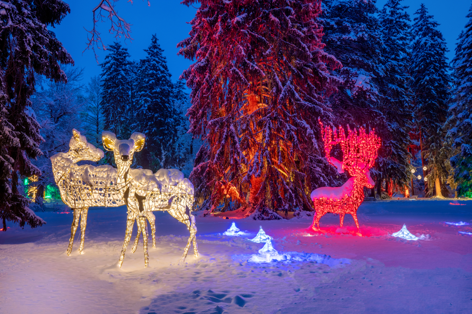 Hirsche und Rehe aus Lichterketten stehen vor Tannen im Schnee im Hofgarten Innsbruck.
