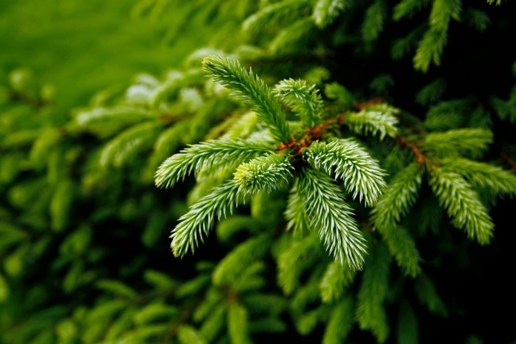 Close-up von einem Tannenbaum