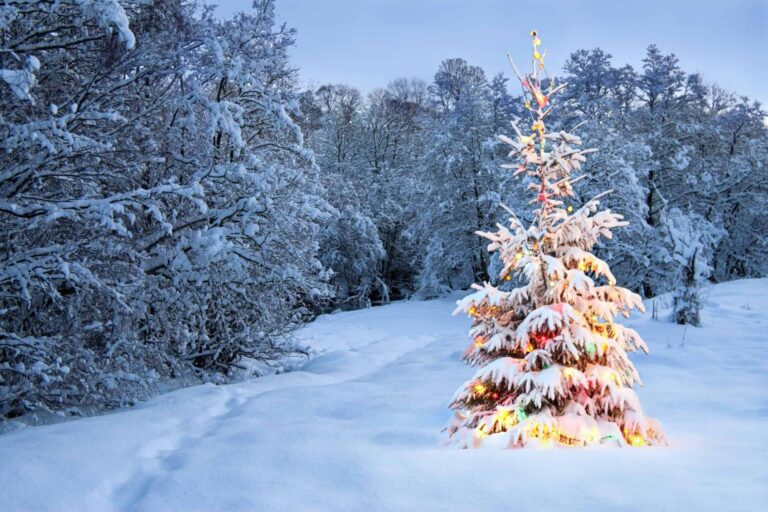 Leuchtender Tannenbaum mit Lichterketten in Schneelandschaft
